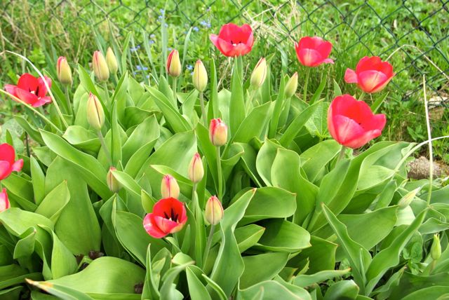 Tulpen blühen auf