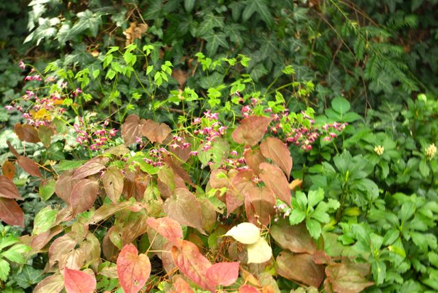 Pinke Blätter